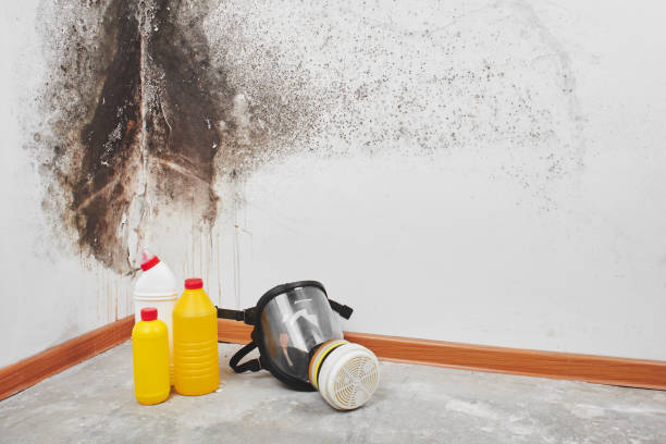 Best Toxic Mold Removal  in St Joseph, MO