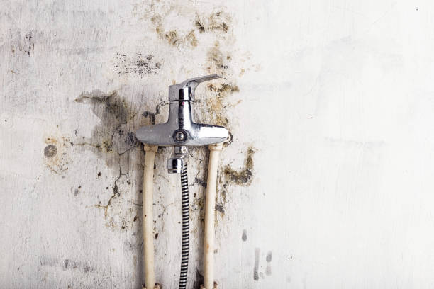 Best Mold Cleaning Services  in St Joseph, MO