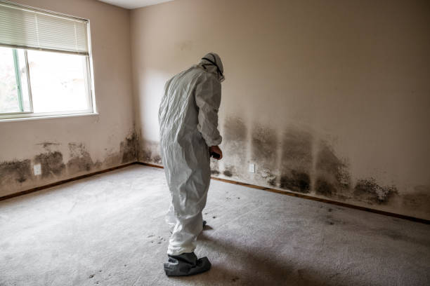 Best Attic Mold Removal  in St Joseph, MO