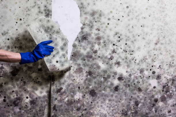 Best Black Mold Removal  in St Joseph, MO