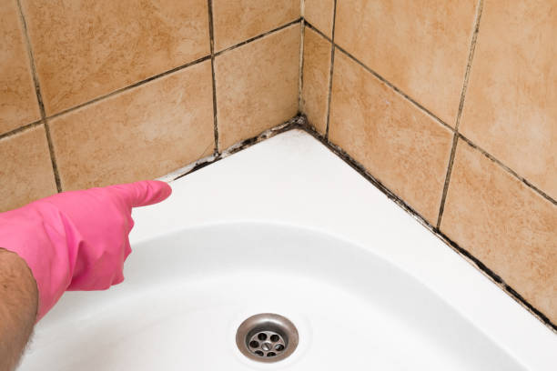 Best Emergency Mold Removal  in St Joseph, MO